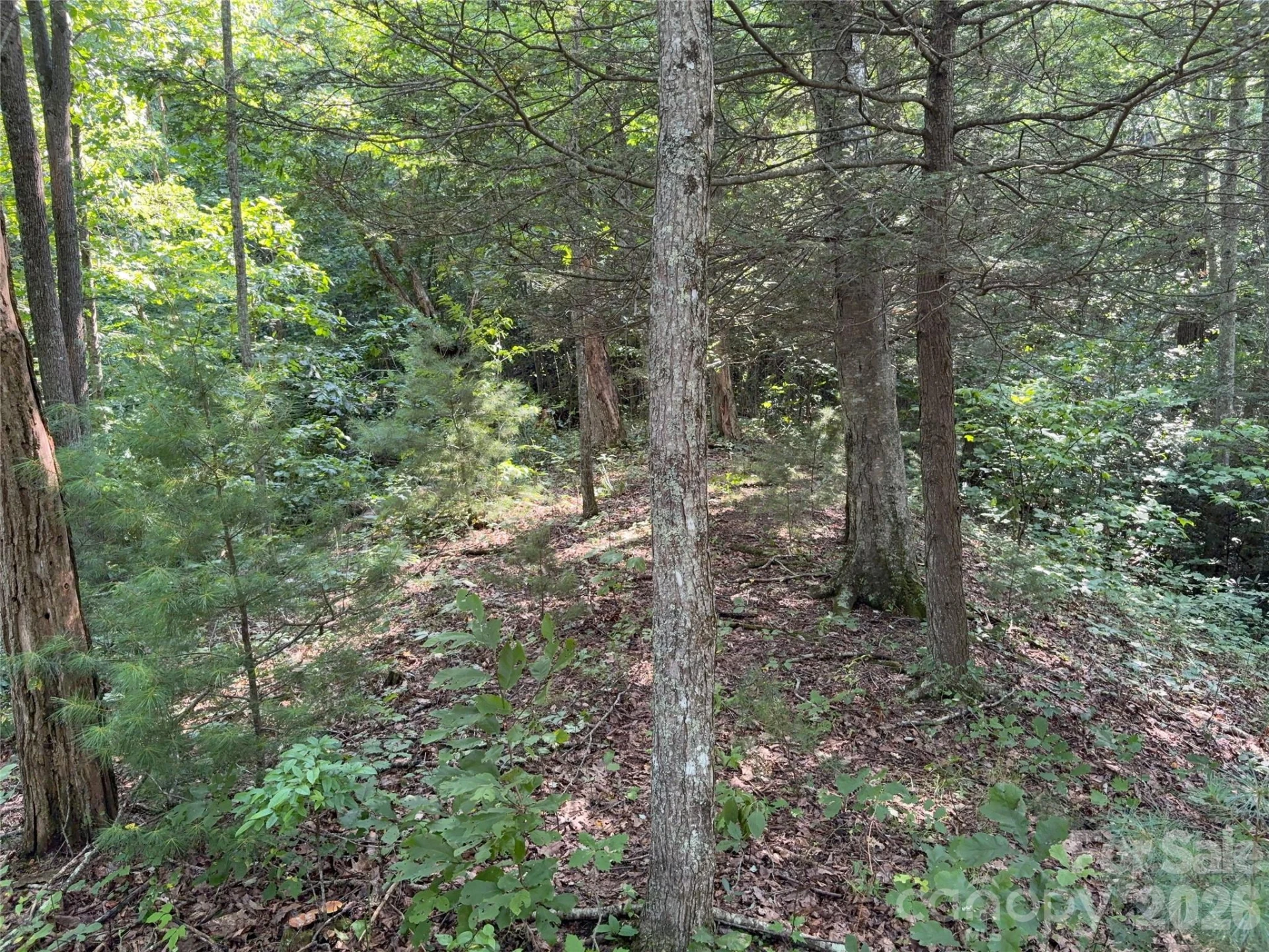 00 Early Frost Place #98 - Photo 23