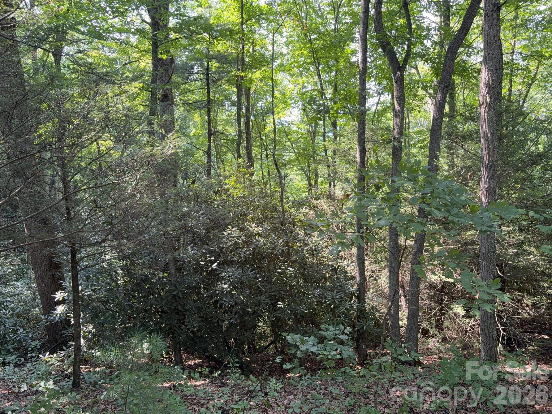 00 Early Frost Place #98 - Photo 24