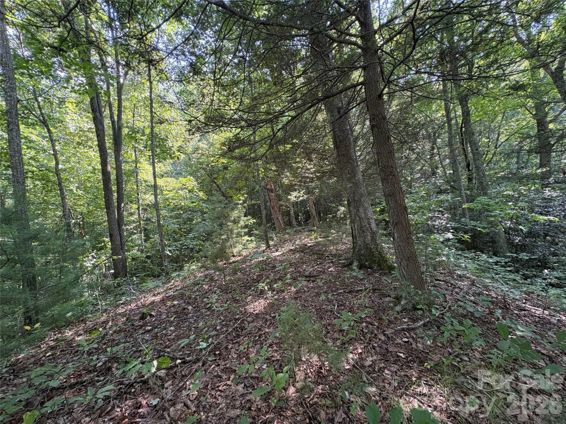 00 Early Frost Place #98 - Photo 25