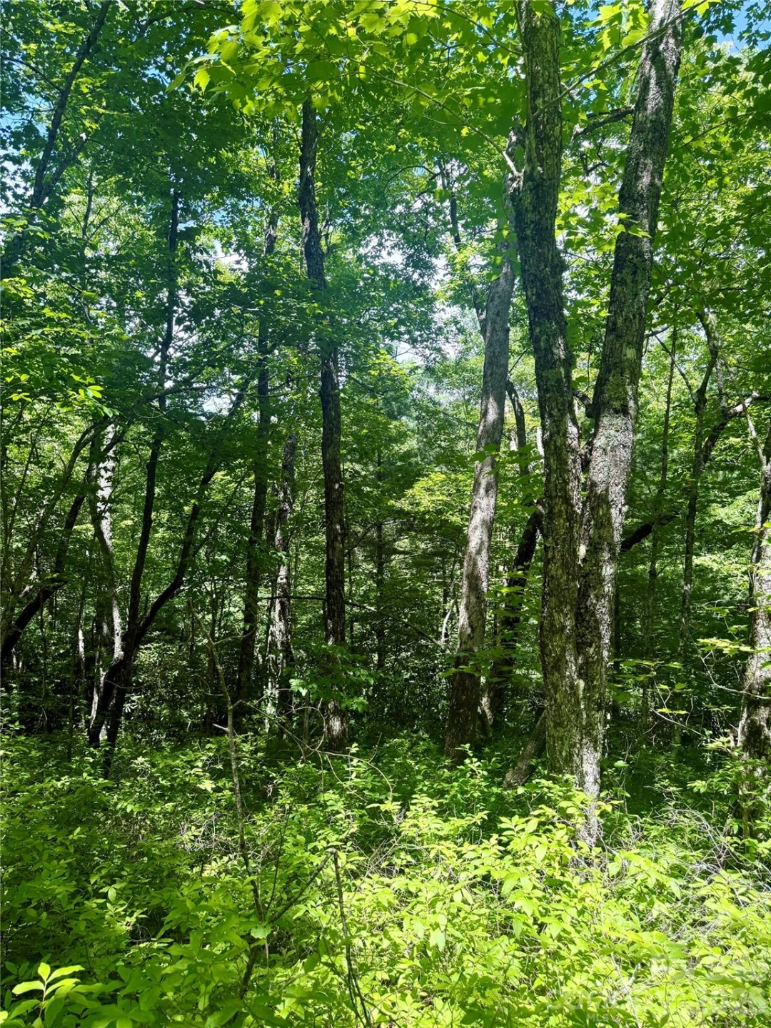 TBD Indian Lake Road #32 - Photo 2