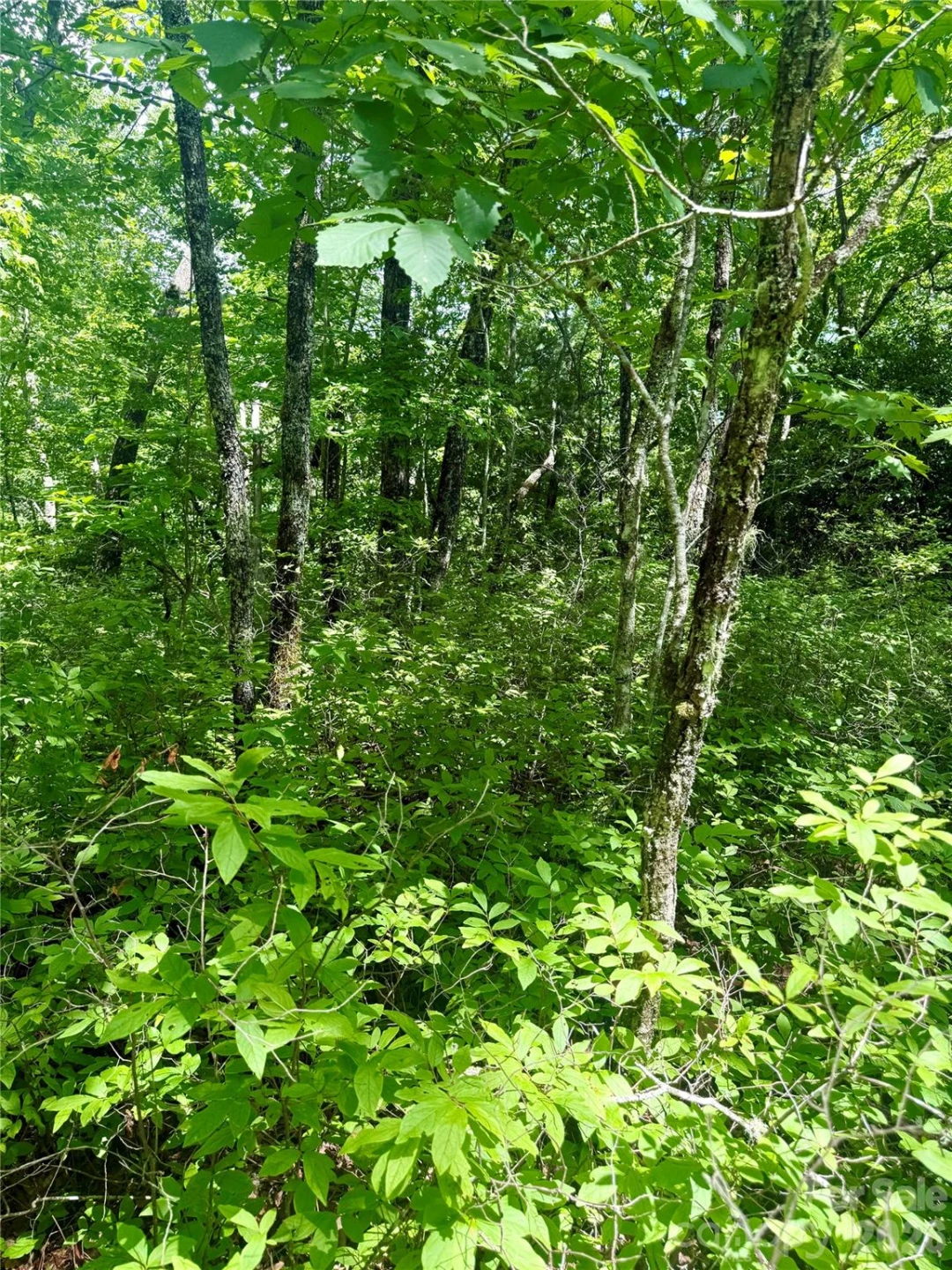 TBD Indian Lake Road #32 - Photo 3