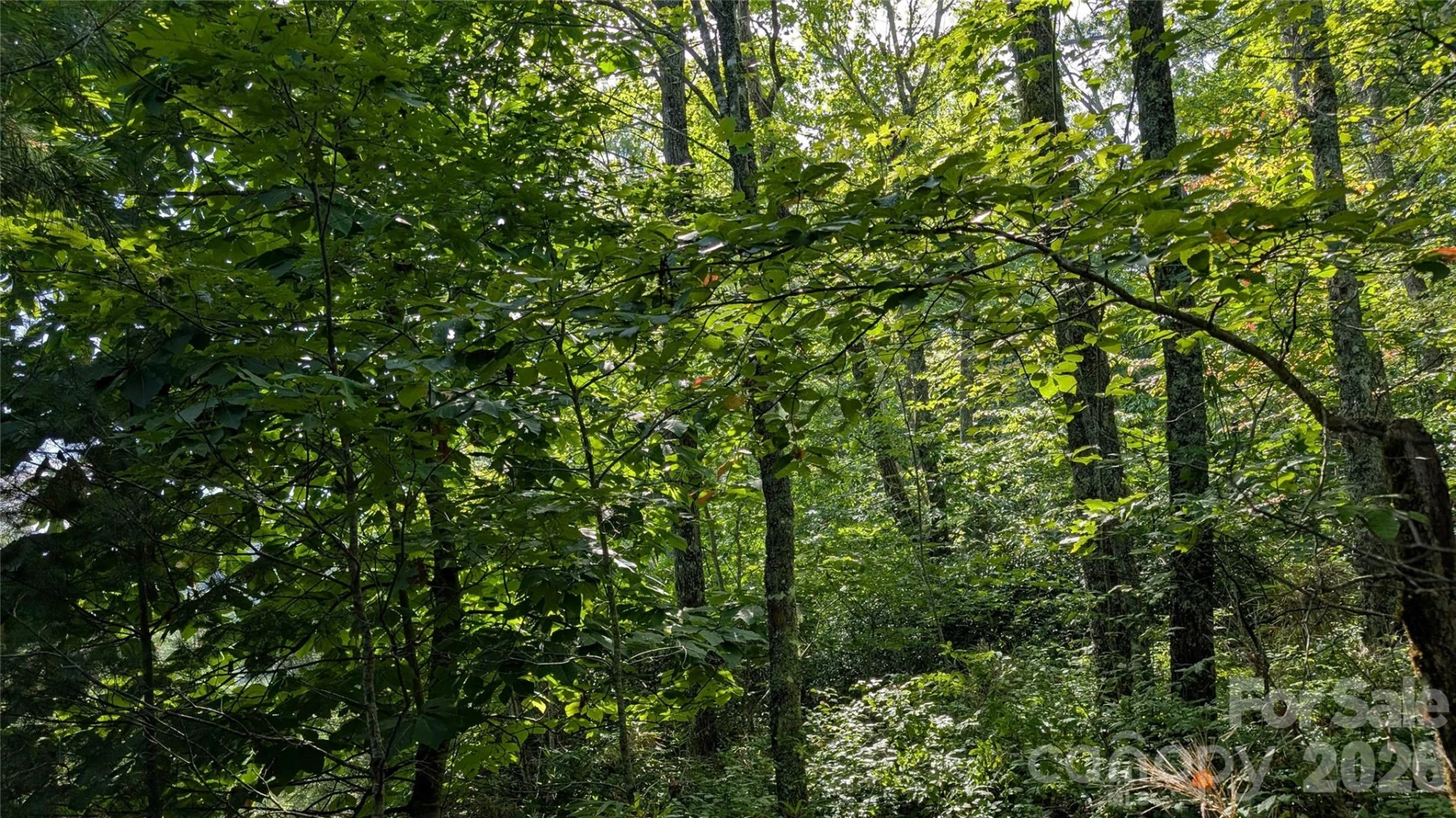TBD Kelly Mountain Road #19 - Photo 8