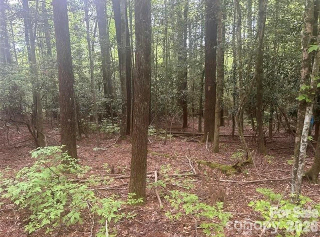 TBD Upper Whitewater Road - Photo 3