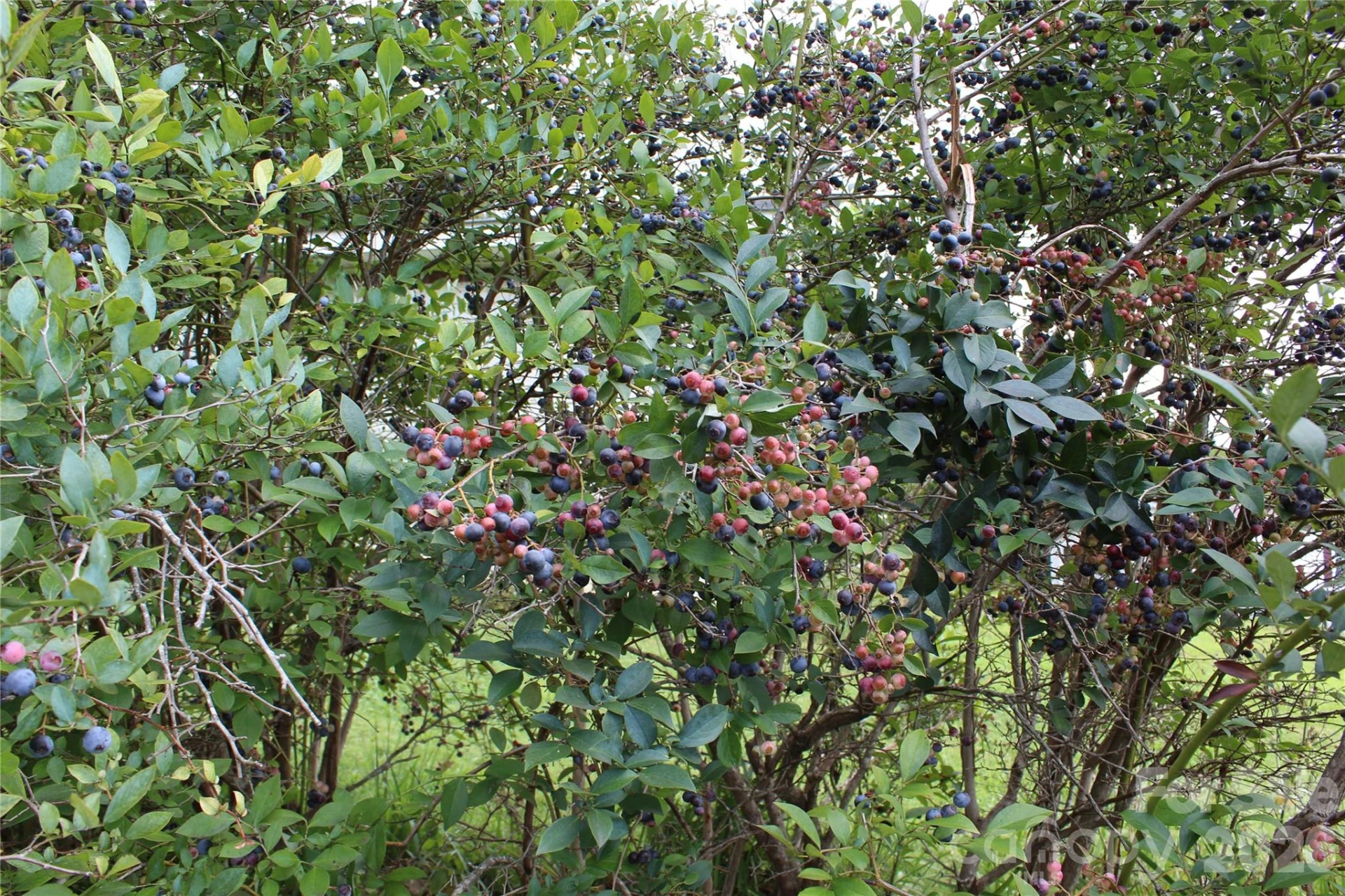 24 Karis Lane - Photo 25