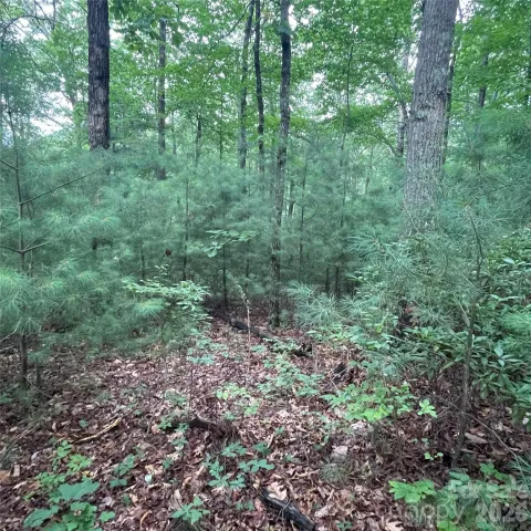 0 Mulberry Divide