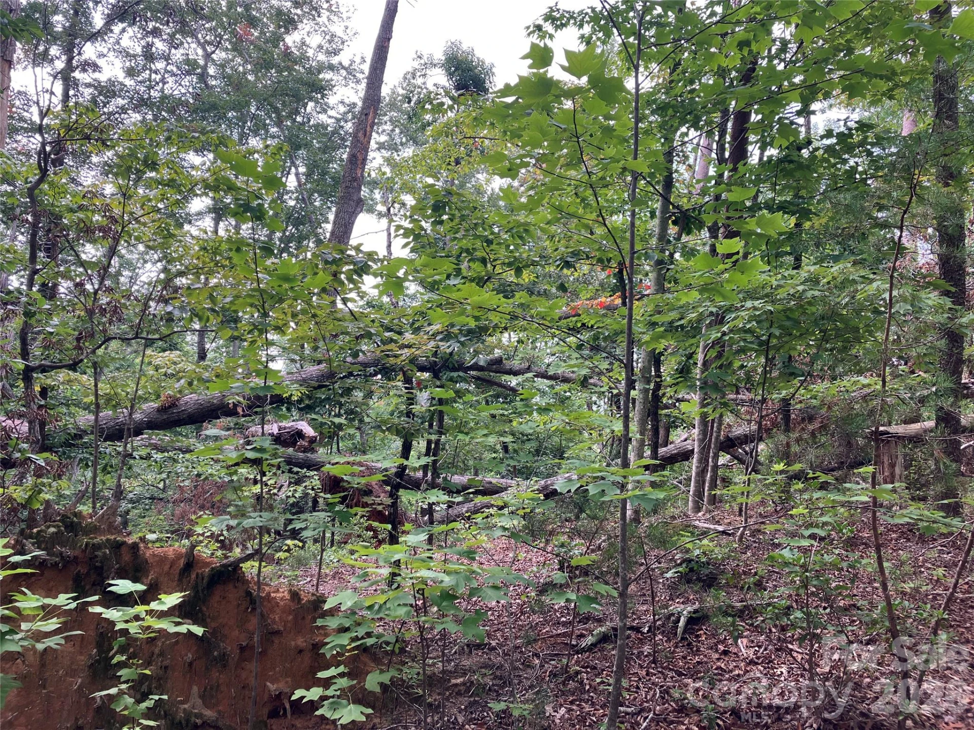 00 Tyler Terrace #Lot 11 - Photo 5