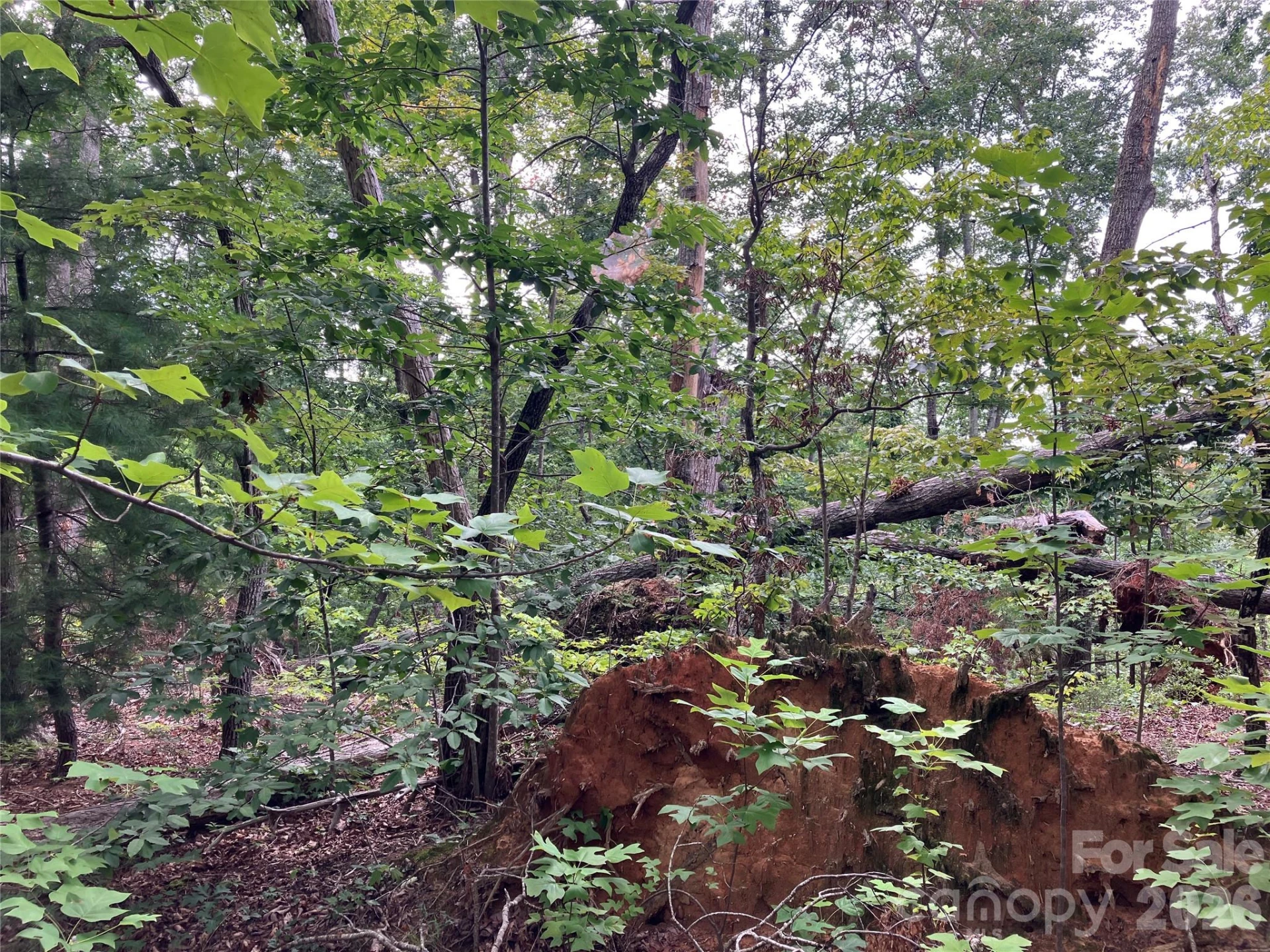 00 Tyler Terrace #Lot 11 - Photo 6