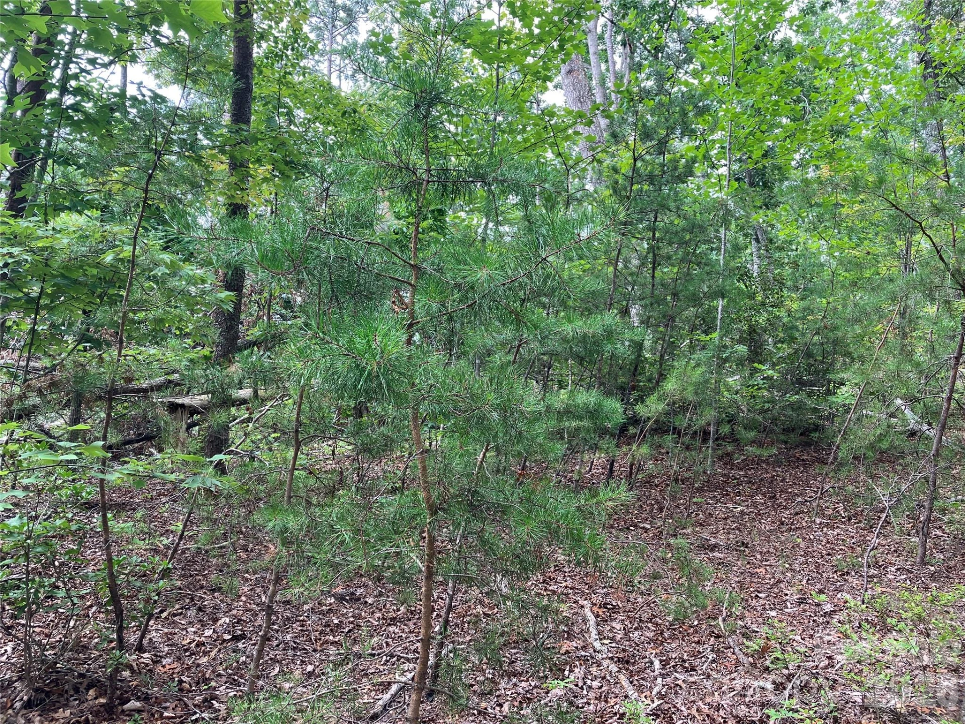 00 Tyler Terrace #Lot 11 - Photo 7
