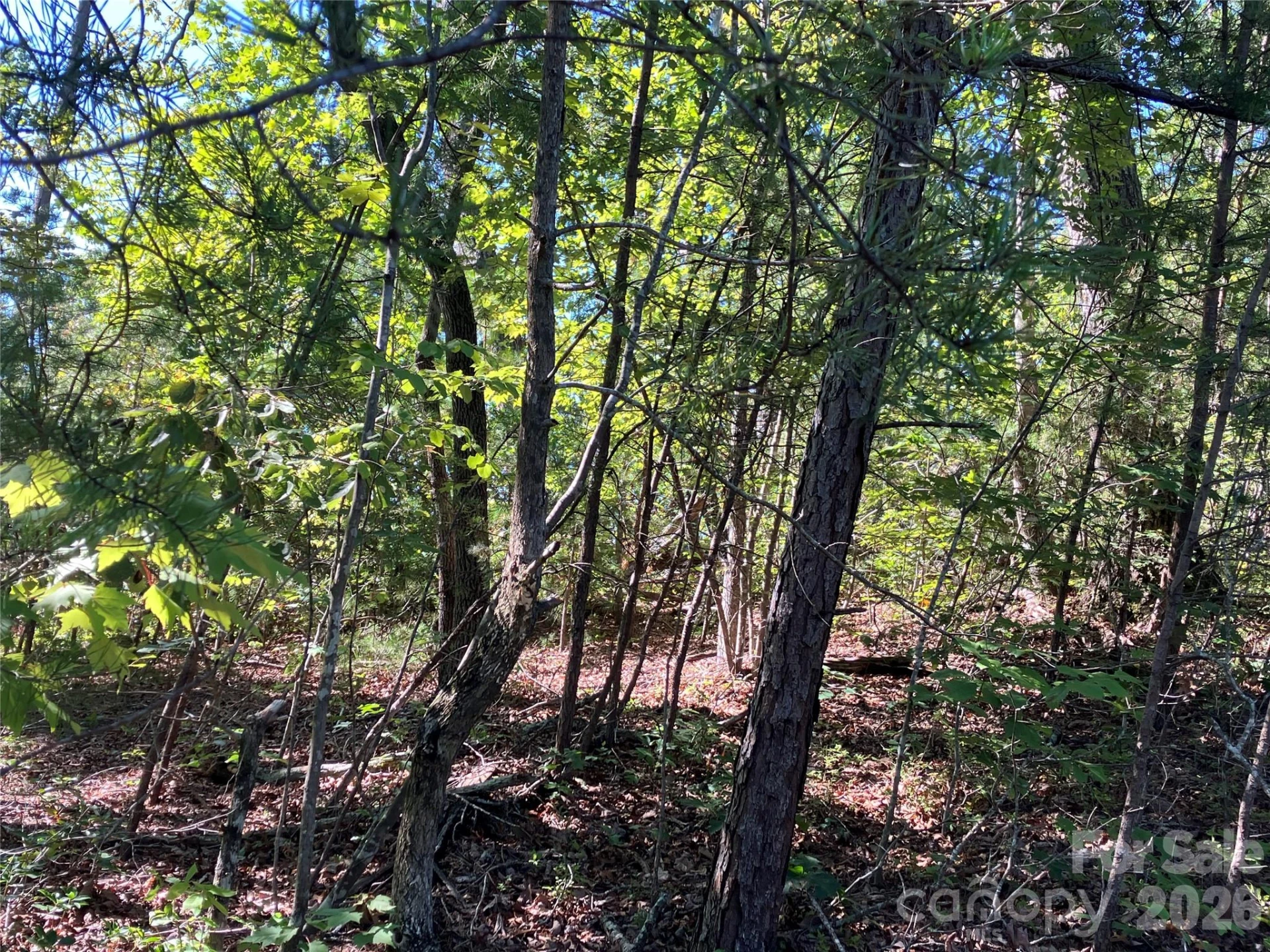 00 Tyler Terrace #Lot 11 - Photo 15