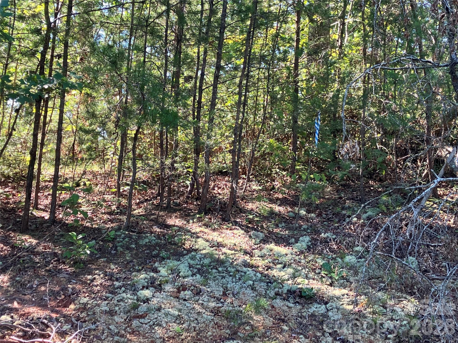00 Tyler Terrace #Lot 11 - Photo 16