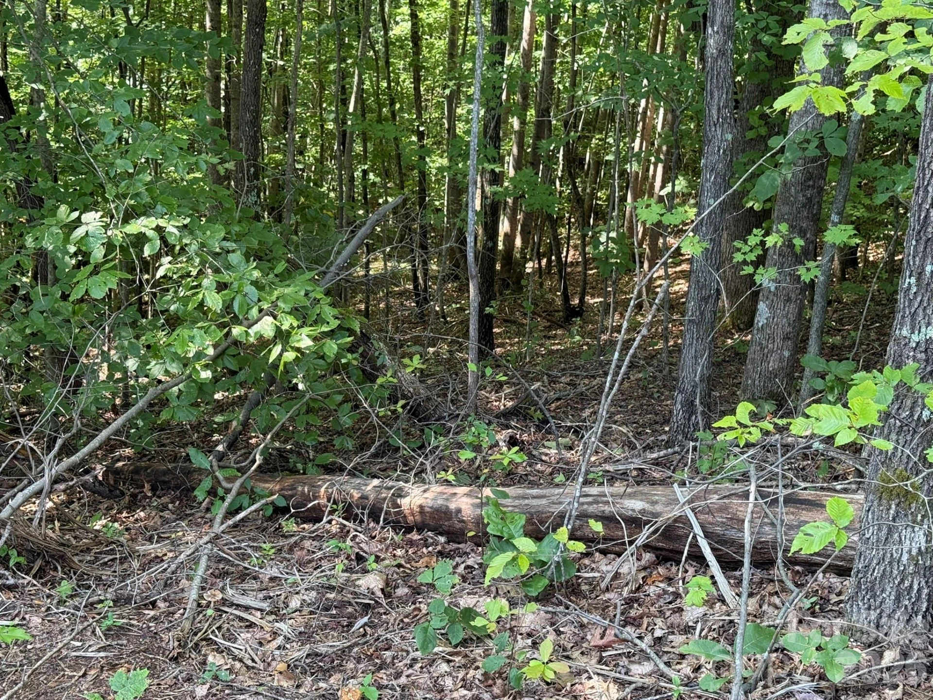V/L Heartwood Drive #133 - Photo 19