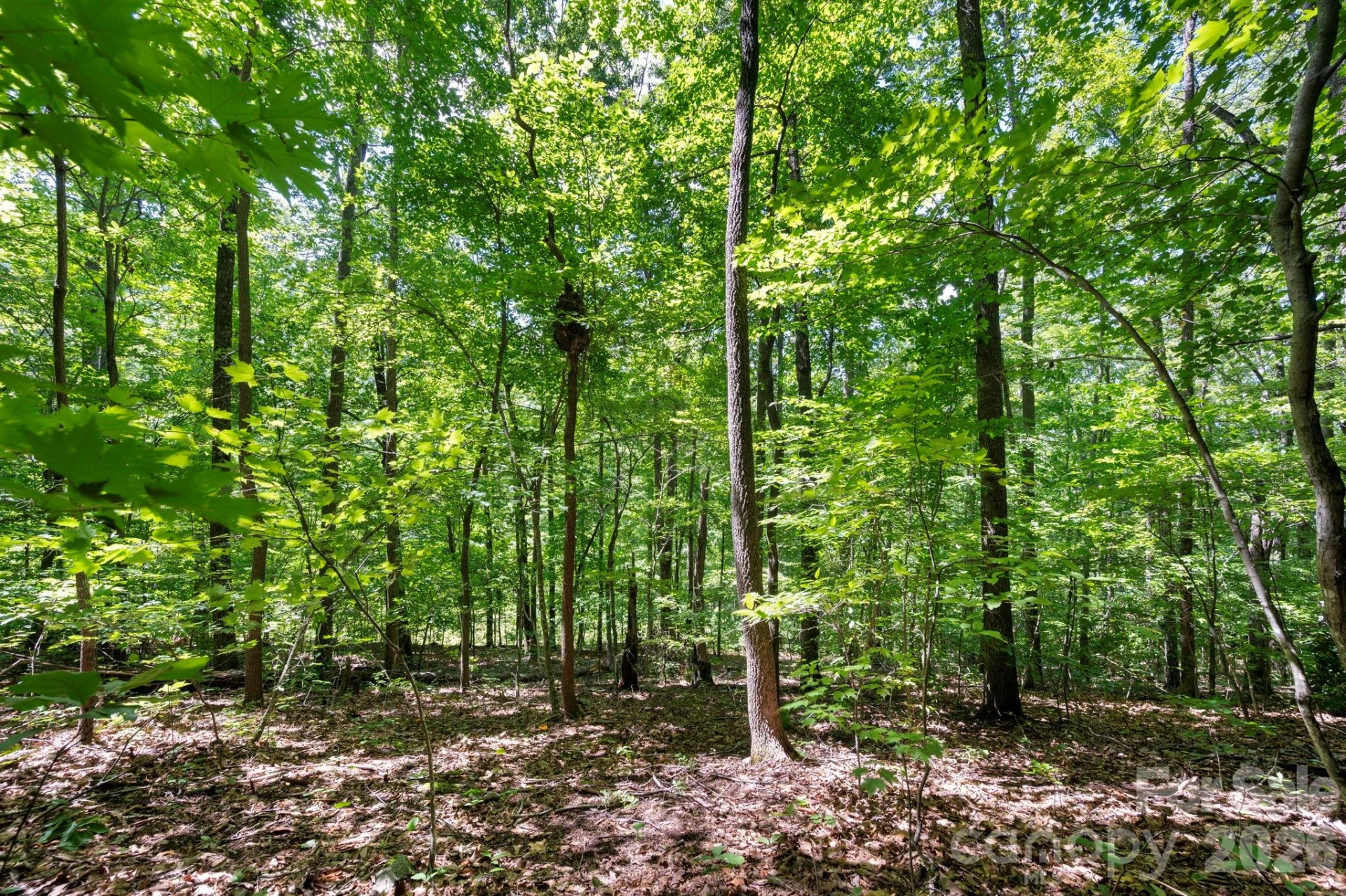 1250 Arborcrest Way #43 - Photo 8