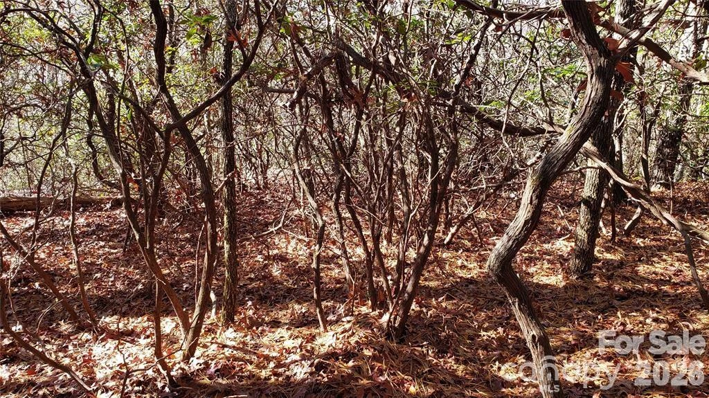 TBD Galax Lane #G-11 - Photo 11
