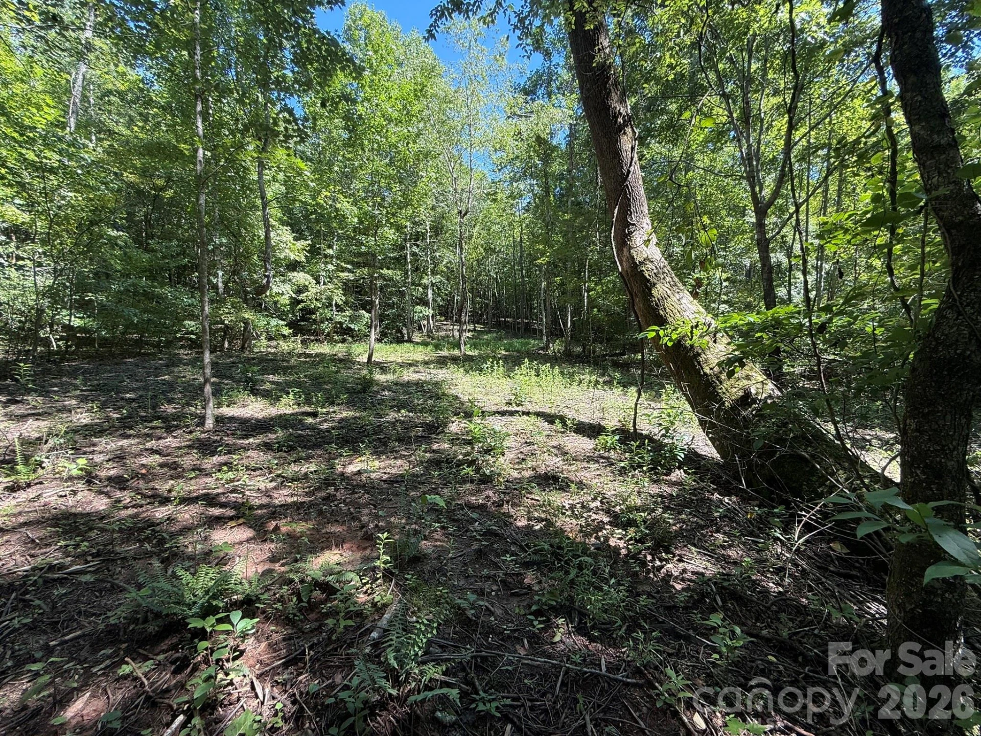 V/L Forest Country Drive #34 - Photo 8