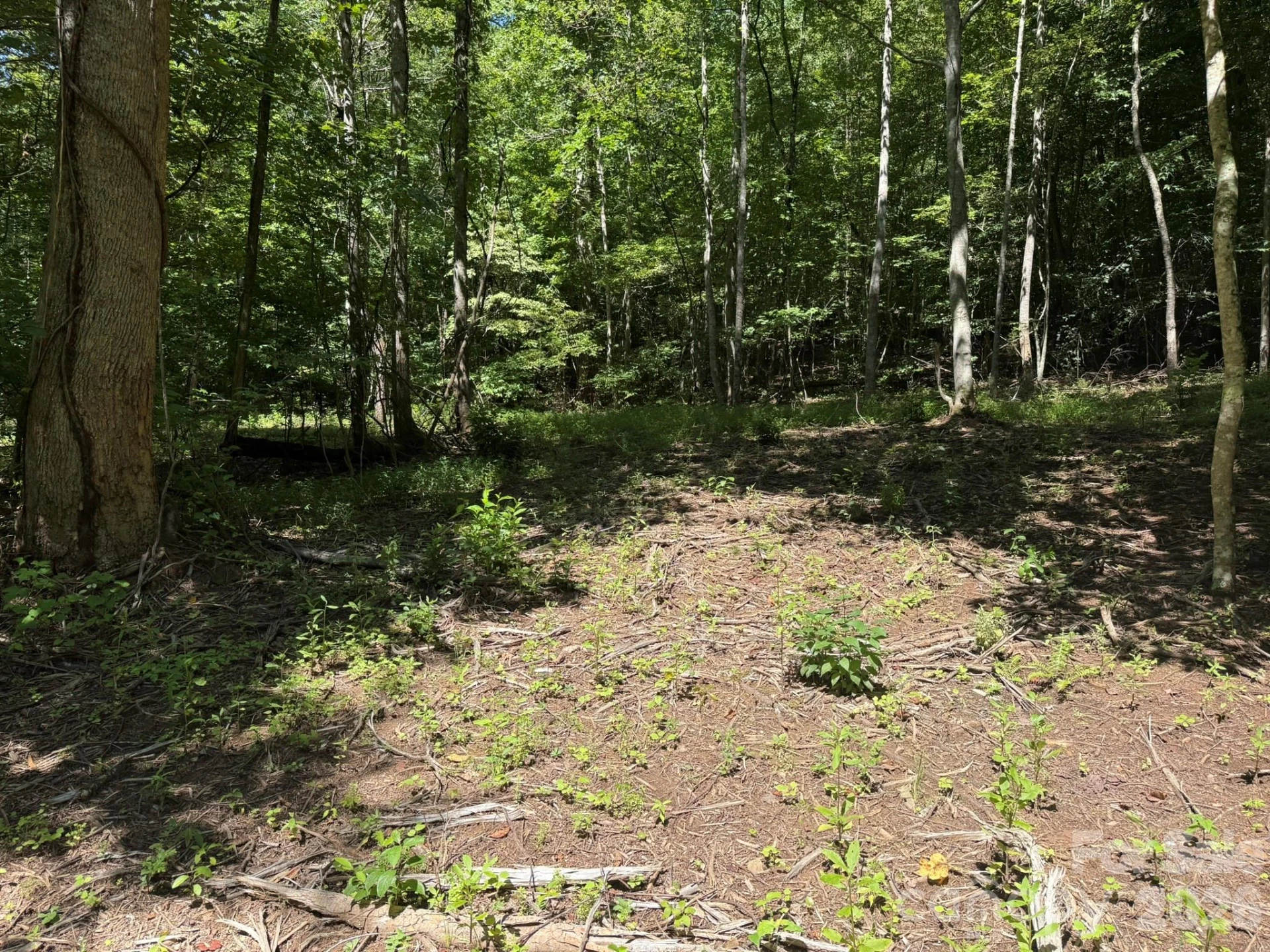 V/L Forest Country Drive #34 - Photo 9