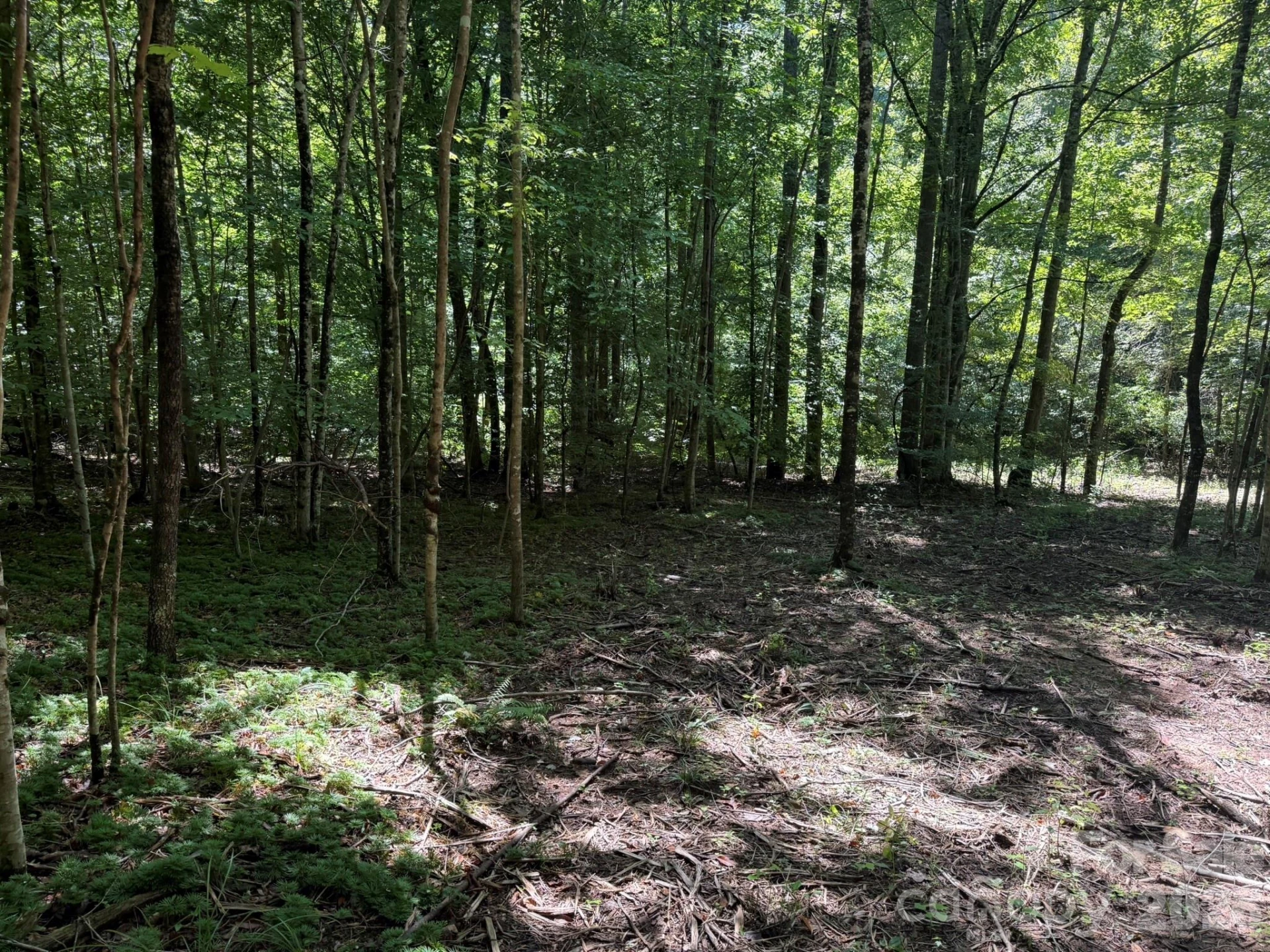 V/L Forest Country Drive #34 - Photo 13