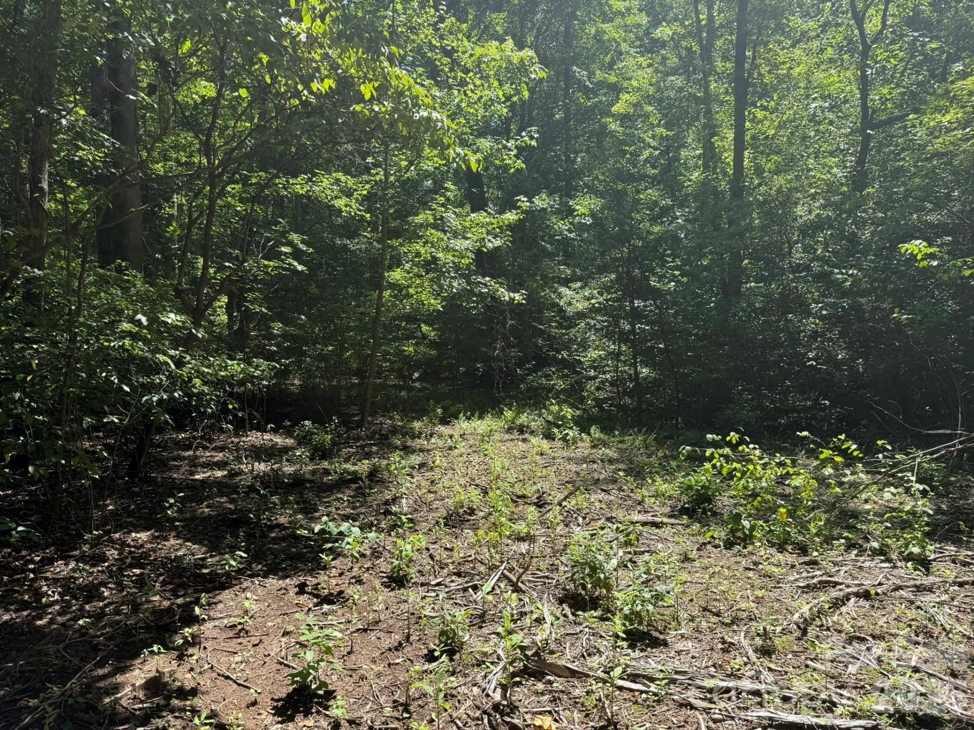 V/L Forest Country Drive #34 - Photo 15