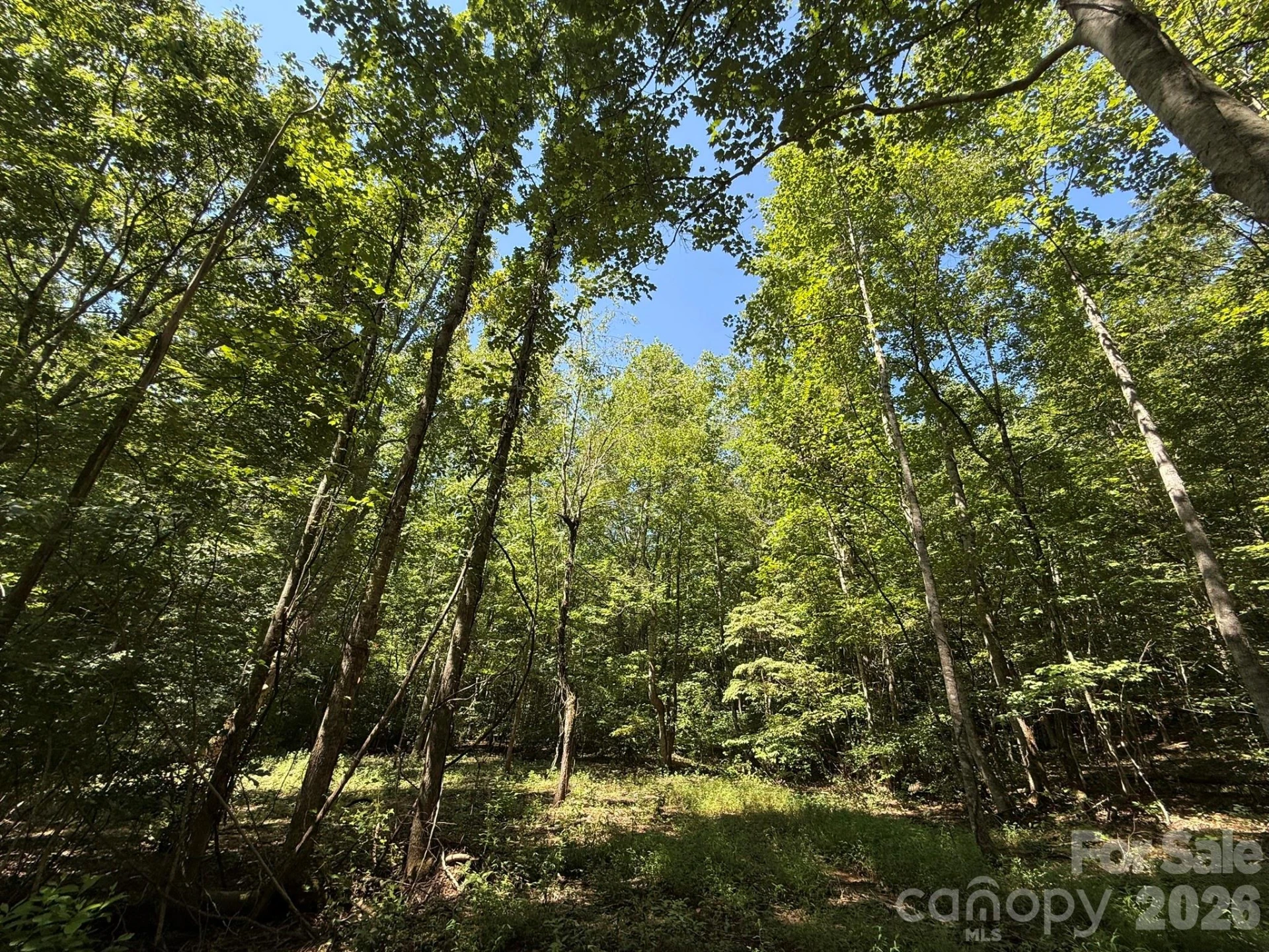 V/L Forest Country Drive #34 - Photo 17