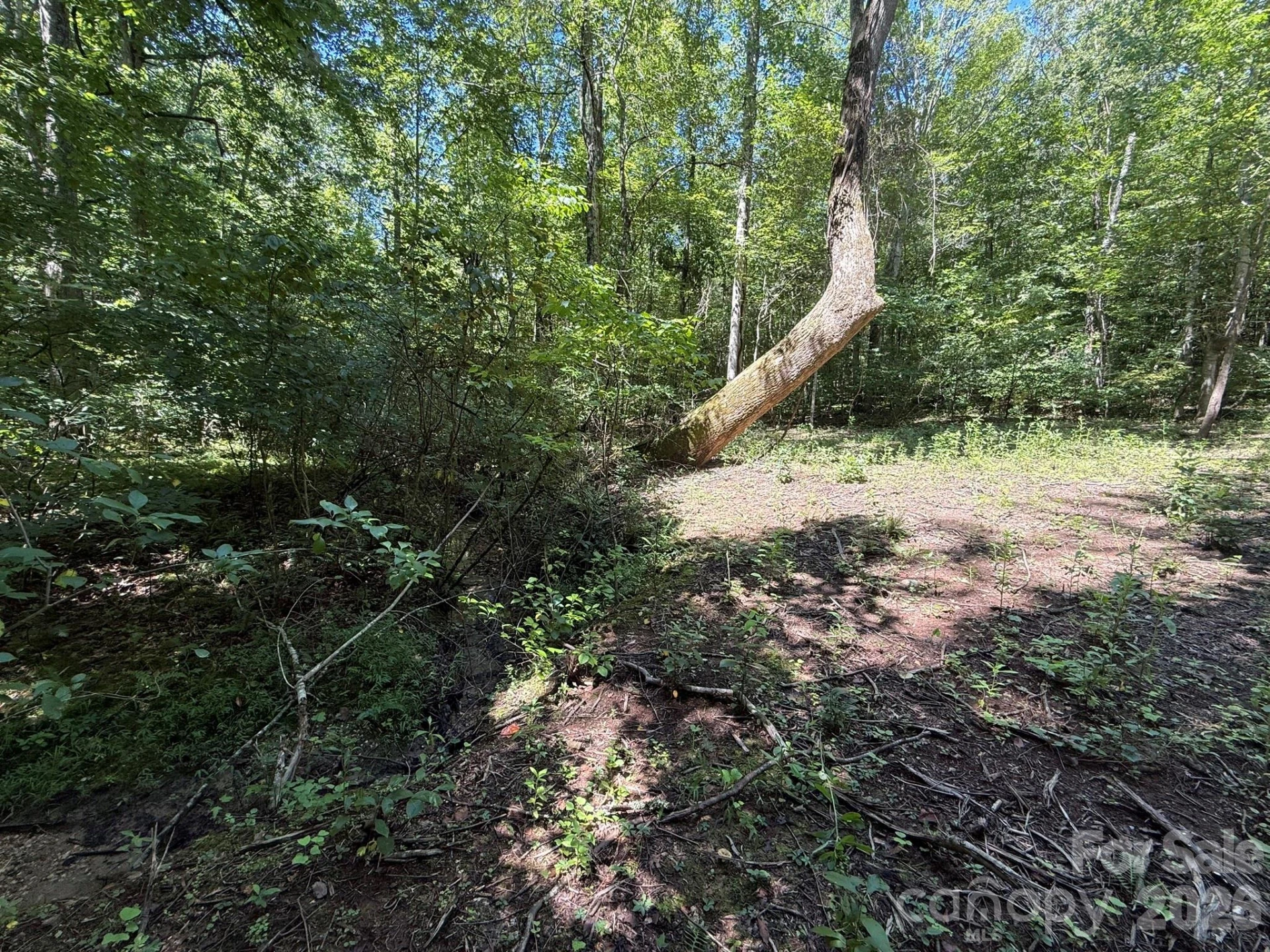 V/L Forest Country Drive #34 - Photo 20