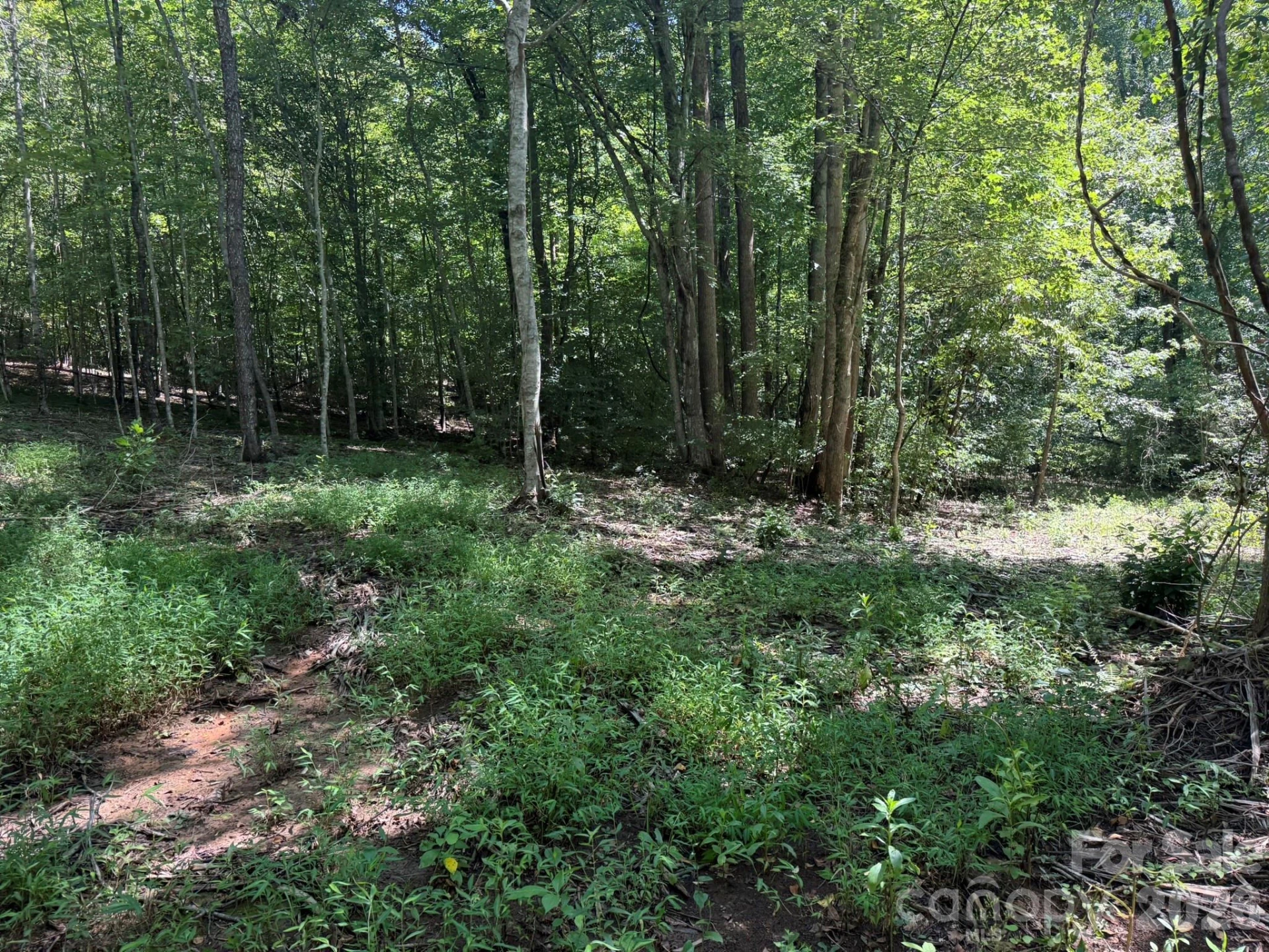 V/L Forest Country Drive #34 - Photo 23