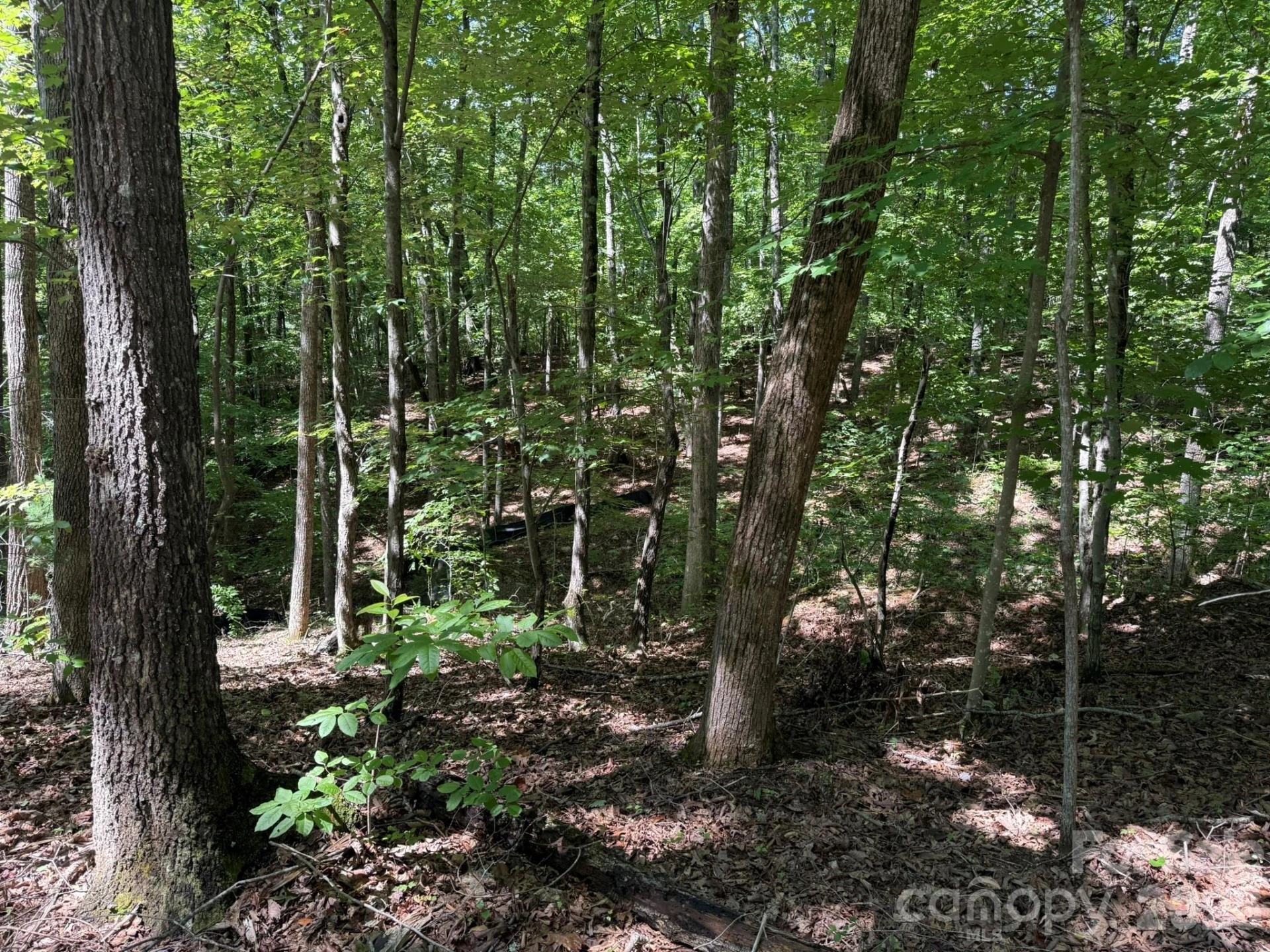 V/L Forest Country Drive #34 - Photo 24