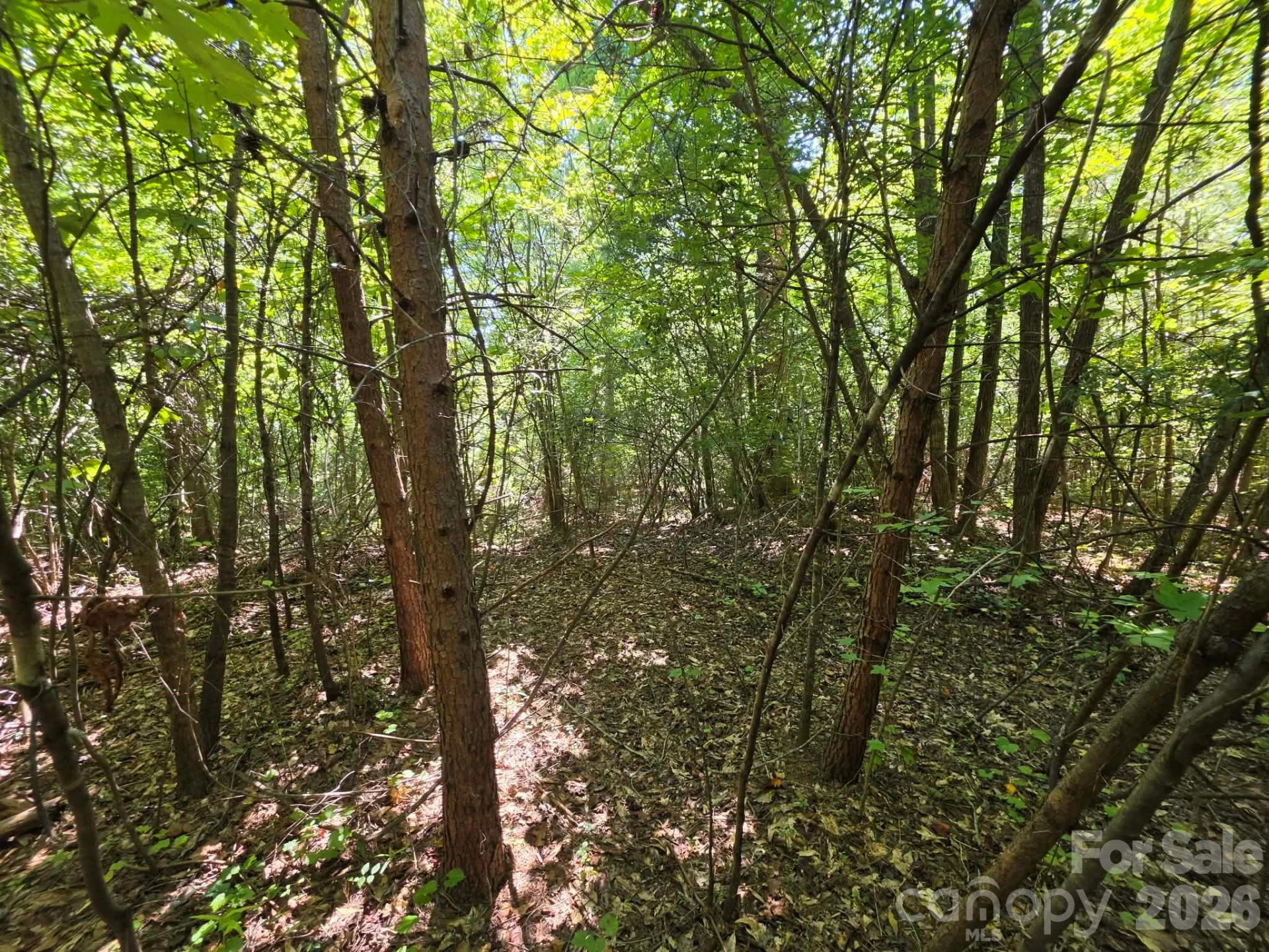 TBD Pinkwood Drive - Photo 9