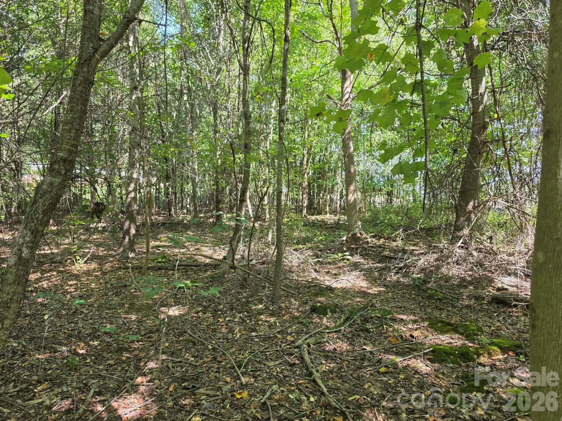 TBD Pinkwood Drive - Photo 11