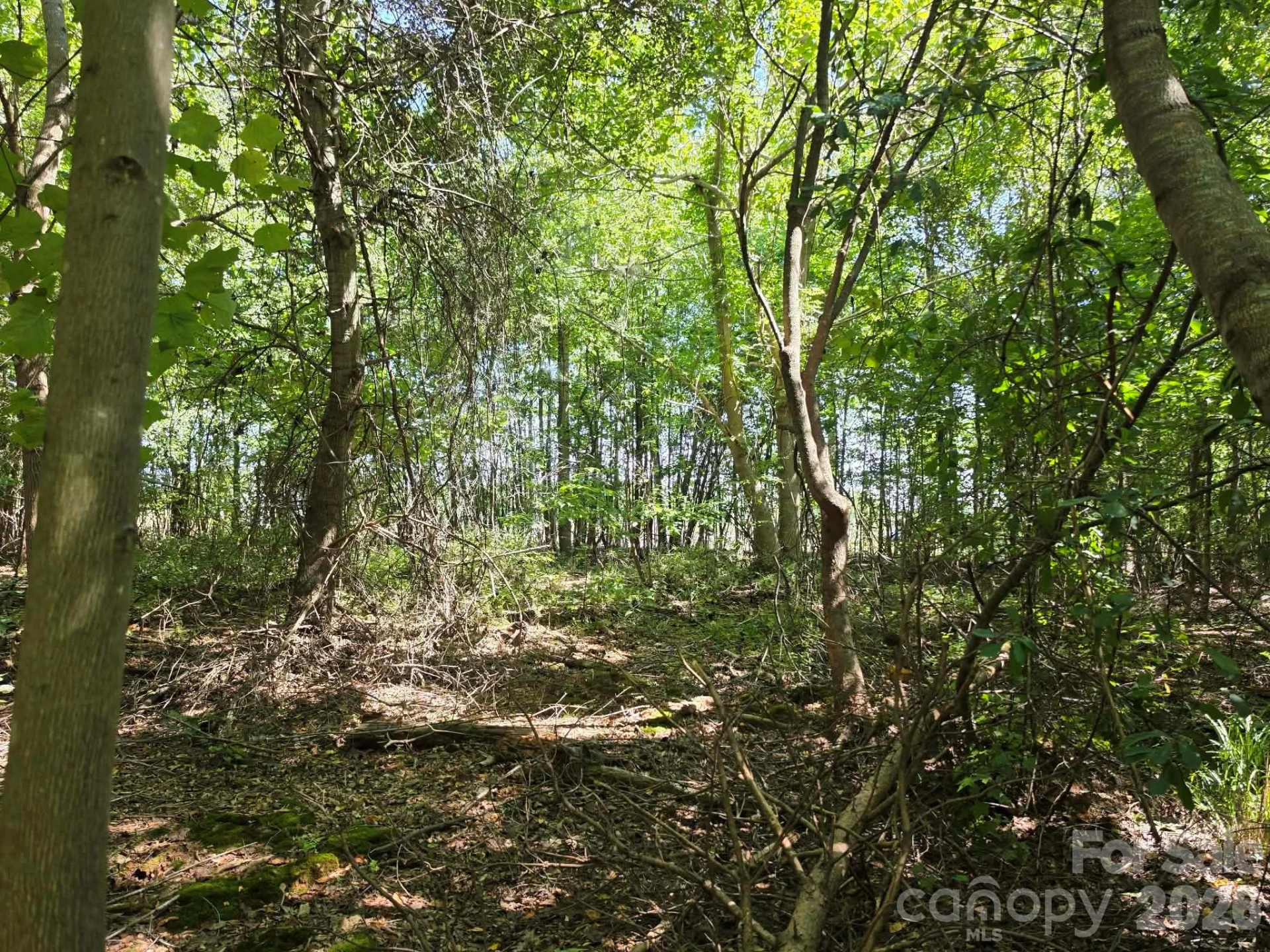 TBD Pinkwood Drive - Photo 13