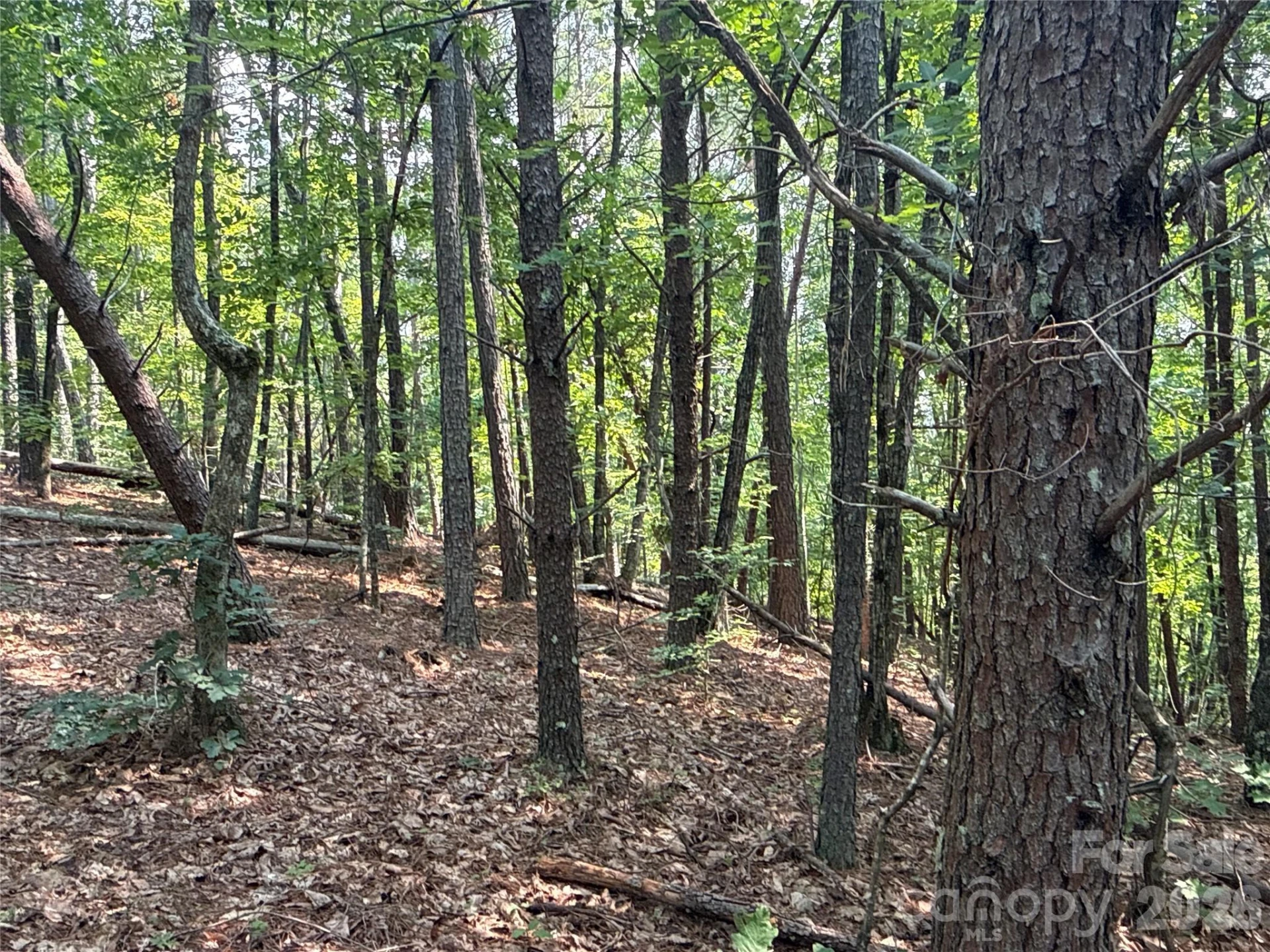 242 Golden Creek Ridge