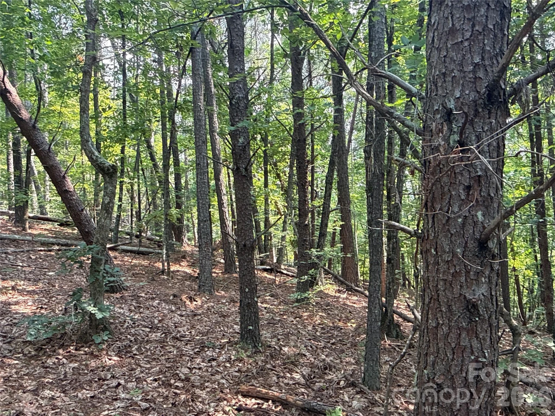 242 Golden Creek Ridge - Photo 2
