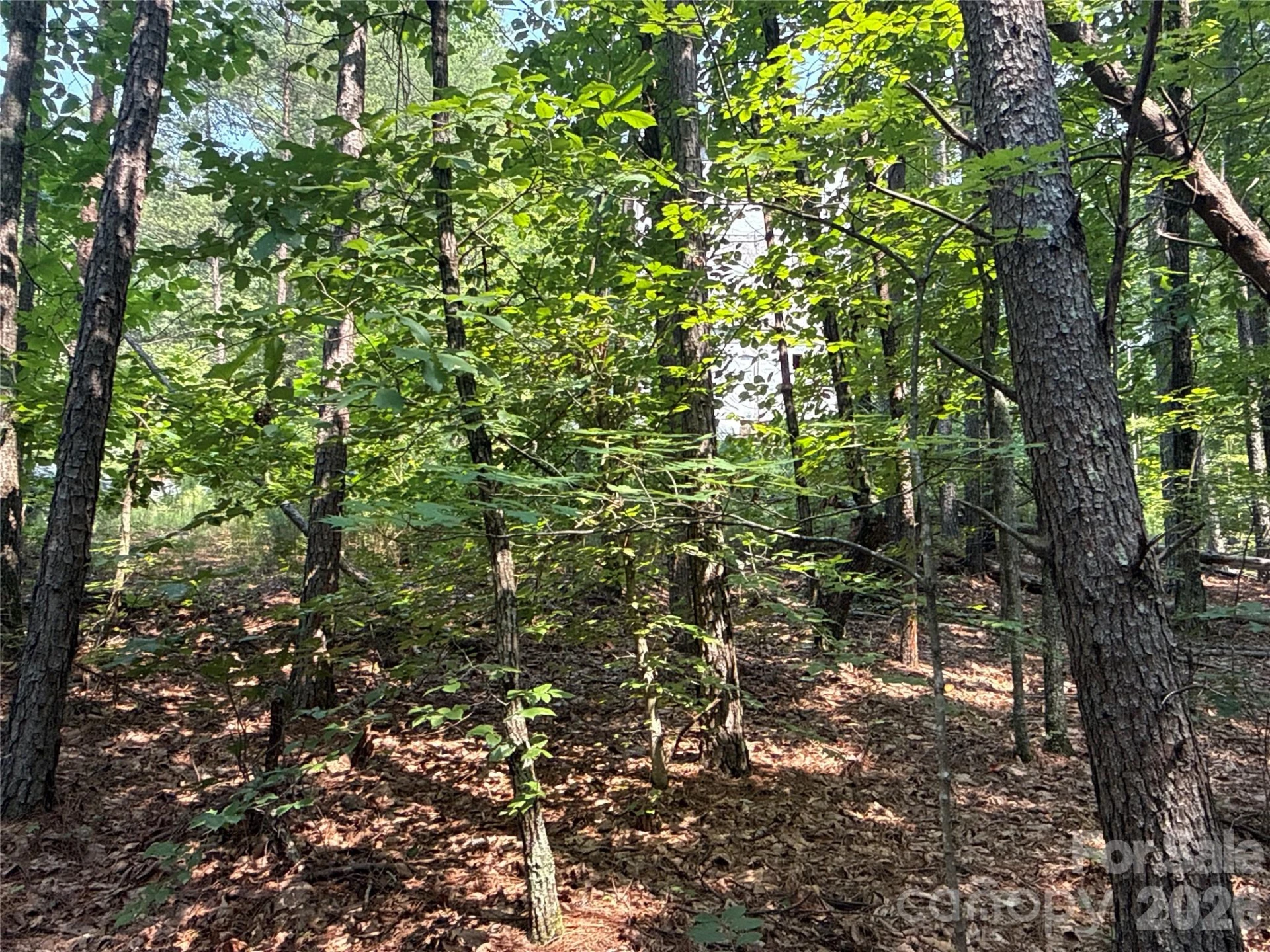 242 Golden Creek Ridge - Photo 3