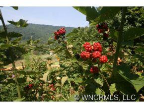 31 Forest Glen Trail - Photo 12