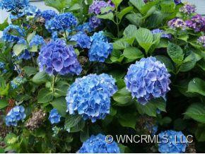 175 Carolina Blue Bird Loop - Photo 23