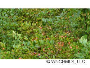 117 Stoney Fork Road - Photo 21