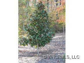 109 Pine Tree - Photo 17