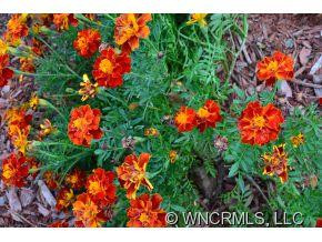 41 Goose Creek - Photo 4
