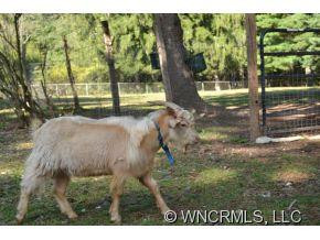 10 Thistledew Lane - Photo 7