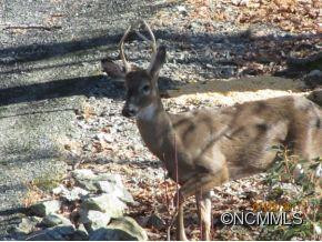 1 Antler Ridge - Photo 20