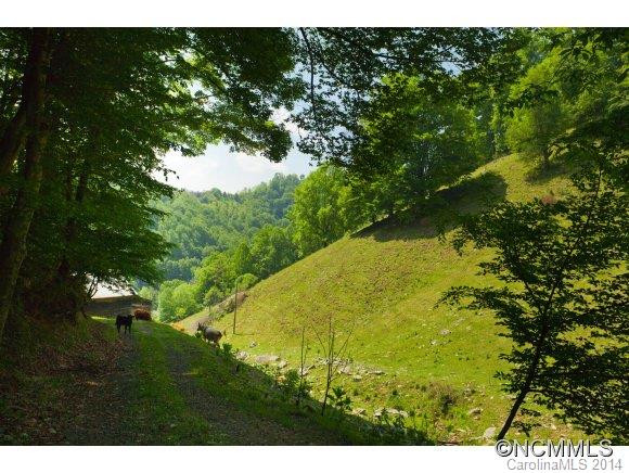 15777 Big Laurel Road - Photo 8
