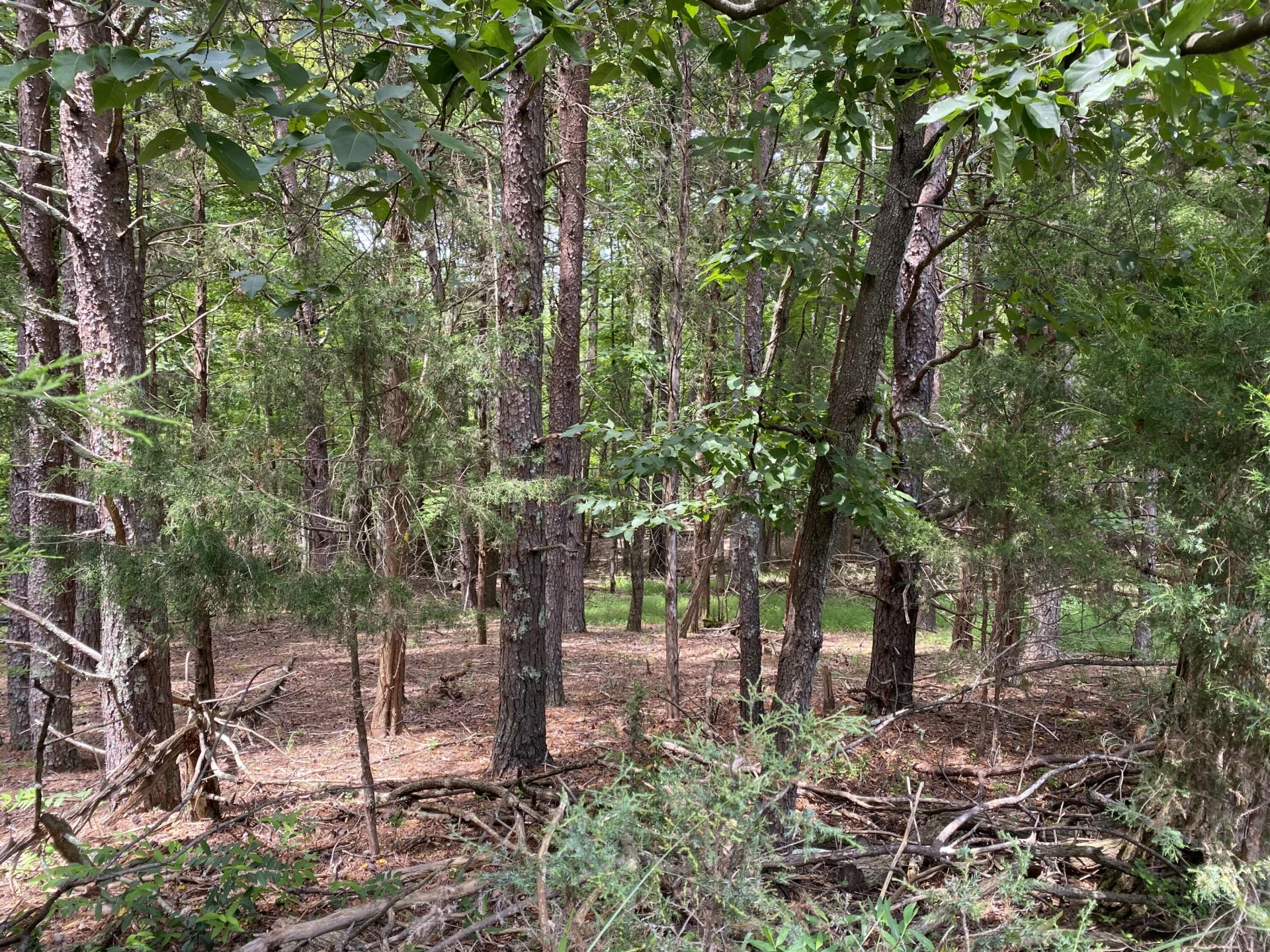 0 Bull Run DR - Photo 8