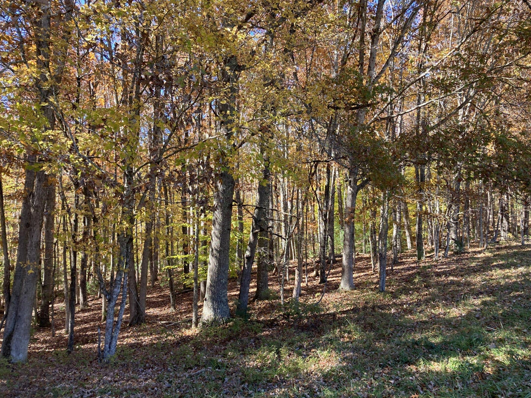 0 Laurel Creek RD - Photo 52