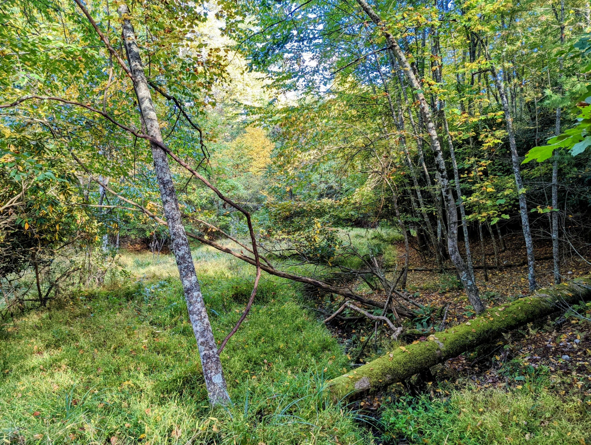 0 Laurel Creek RD - Photo 9