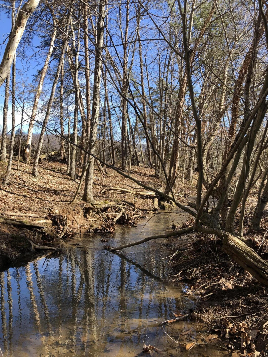 000 Potts Creek RD - Photo 8
