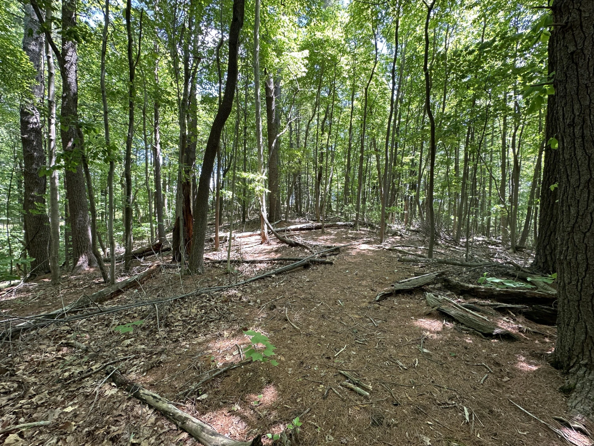 00 Mt Chestnut RD - Photo 11