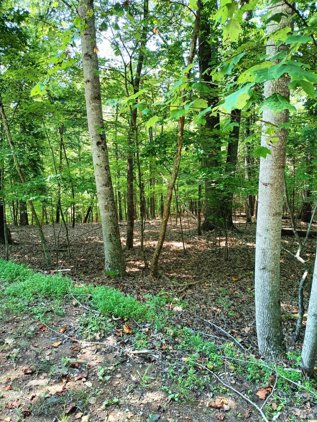 Lot 59 Old Barn RD - Photo 4