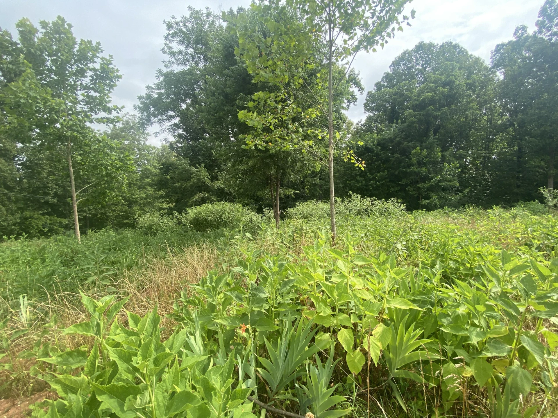 Lot 3 Horseshoe Bend RD - Photo 5