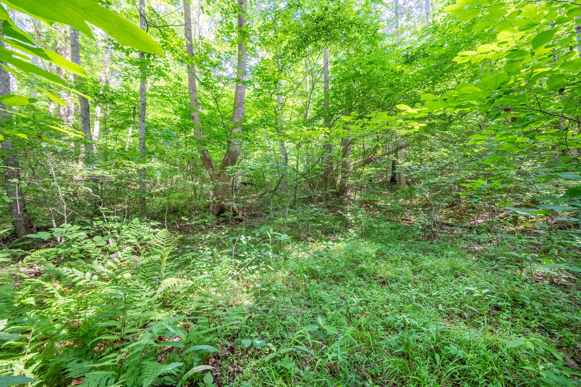 0 Woolwine Hwy - Photo 13