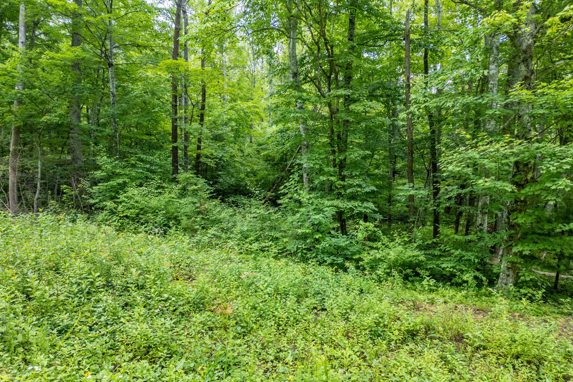 0 Woolwine Hwy - Photo 16