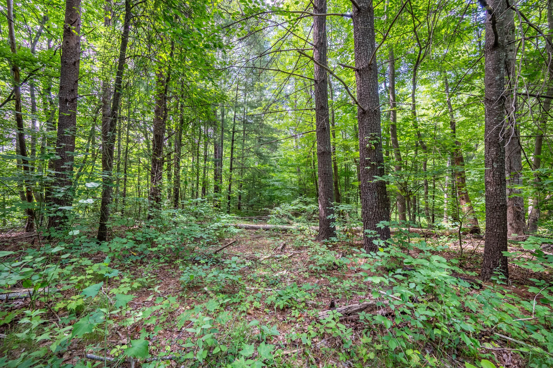 0 Woolwine Hwy - Photo 18