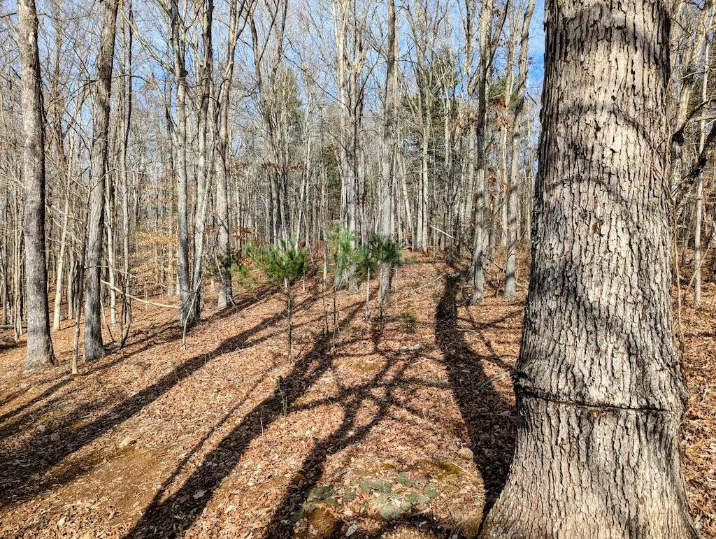 0 Irish Mountain RD - Photo 2